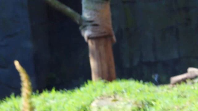 Tigers At Taronga Zoo смотреть онлайн