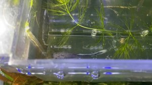 Спасаю мальков гуппи, как простимулировать нерест.