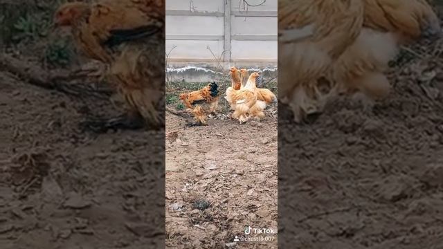 Паливый голубая брама