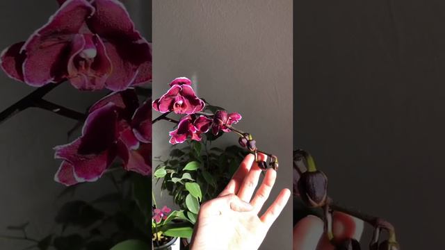 Phal. Magic Art. Каменная Роза 🌹 бабочка. смотреть онлайн