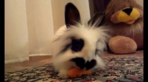 Кролик Ярик и кот Барсик