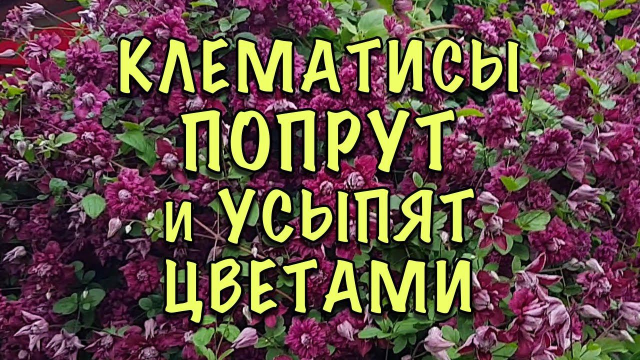 СДЕЛАЙТЕ ЭТО НЕМЕДЛЕННО! Три ВАЖНЫХ ШАГА в УХОДЕ за КЛЕМАТИСАМИ ЛЕТОМ! Секреты МОЩНЫХ ЛИАН смотреть онлайн