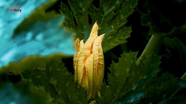 От Этой Подкормки Кабачков Нарастет Тонна! смотреть онлайн