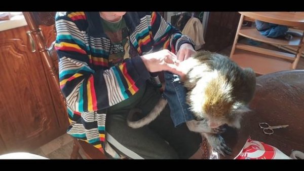 Monkey Home  наше утро! 2.0 ( домашние макаки)