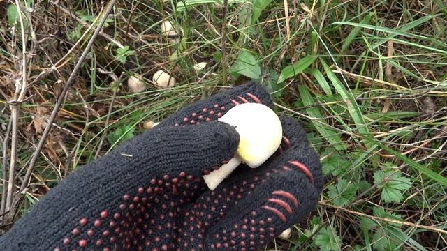 Шампиньон желтокожий (Agaricus xanthodermus) смотреть онлайн
