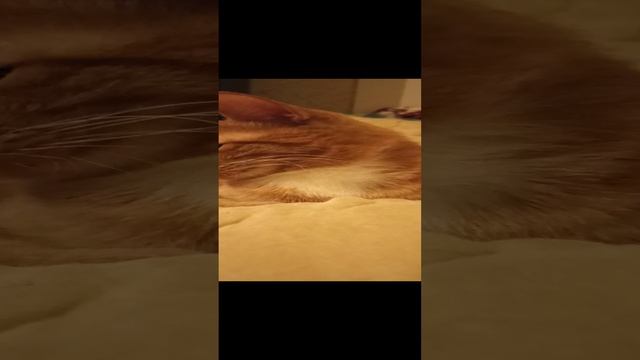 Мой любимый Рыжик кот смотреть онлайн