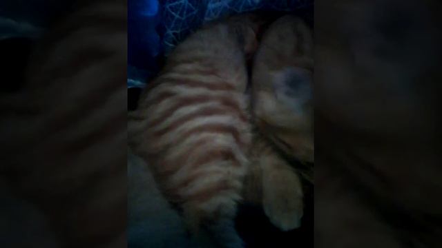 Мой кот моет свою жопу смотреть онлайн