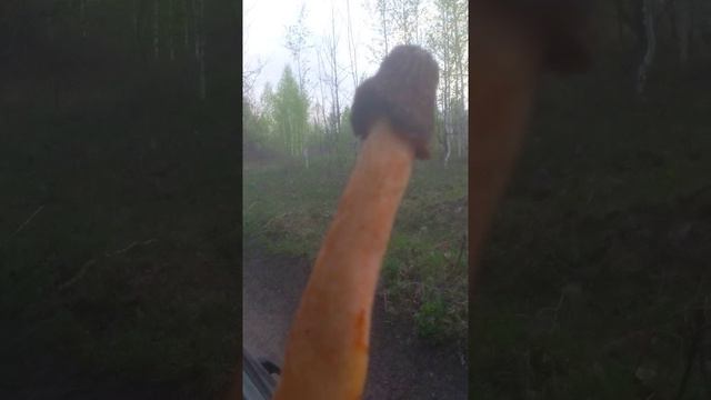 Для меня самый вкусный, потому что самый первый! Весенний гриб Сморчковая Шапочка смотреть онлайн