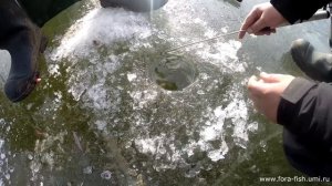 Ловля сазана зимой с кормушкой на мормышку.увлекательное видео!