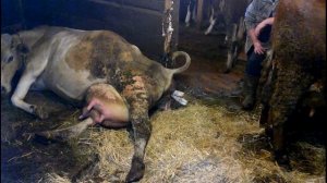 отел коровы крупный теленок голштинизированный бык корова рожает