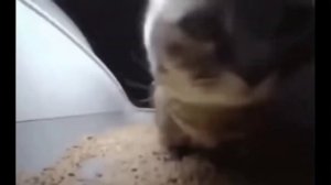 типи типи тяпа тяпа