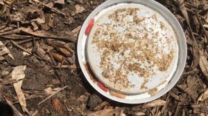 Как выбрать Опарыша для рыбалки