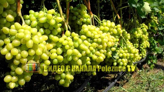 АРКАДИЯ СОРТ ВИНОГРАДА ОБЗОР