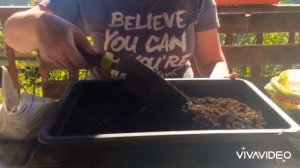 Правильный грунт для Глоксиний ??