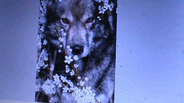 О жителях плетней и фиалках и Бедных людях живущих как волки2024февралъ Автгражданскаяпесня