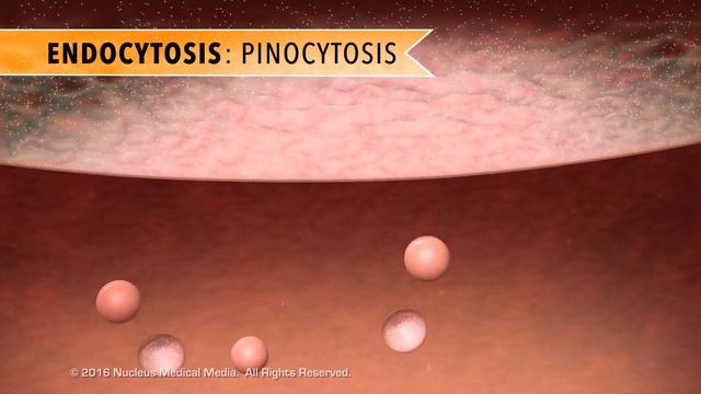 Cell Biology: Active Transport смотреть онлайн