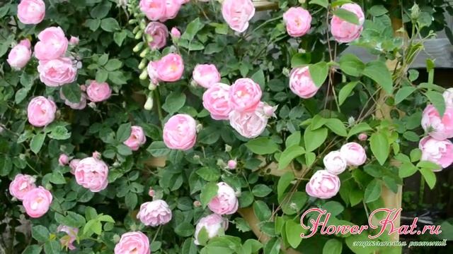 Роза Раубриттер / Raubritter смотреть онлайн