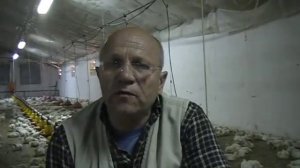 как сохранить бройлеров в жару и обеспечить привес