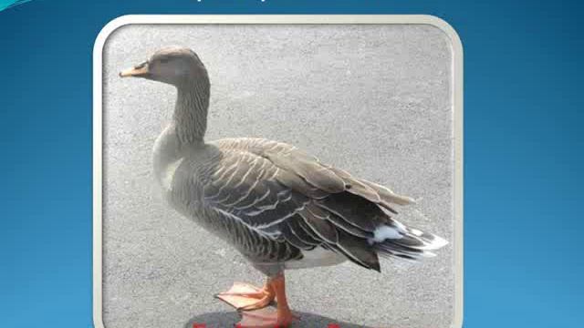 Водоплавающие птицы мира смотреть онлайн