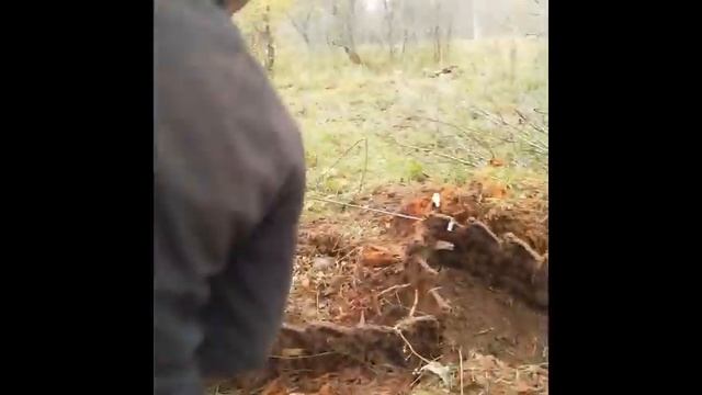 Металлокоп, нашли целую гусеницу от ДТ-75!!! смотреть онлайн