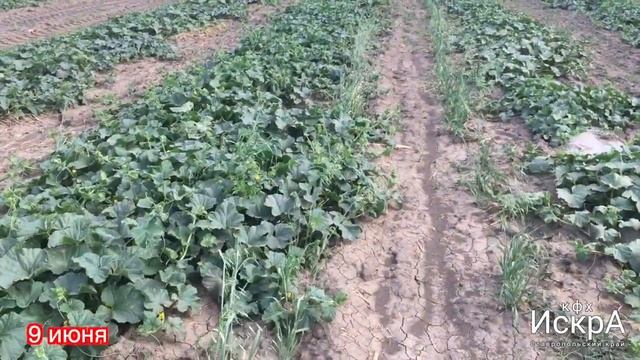 Дыня Айкидо F1. Посев на рассаду 18 марта. смотреть онлайн