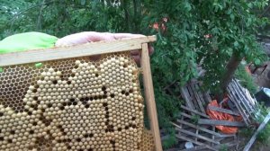 Строительная рамка в улье - борьба с клещем и получение гомогената из личинок трутней.