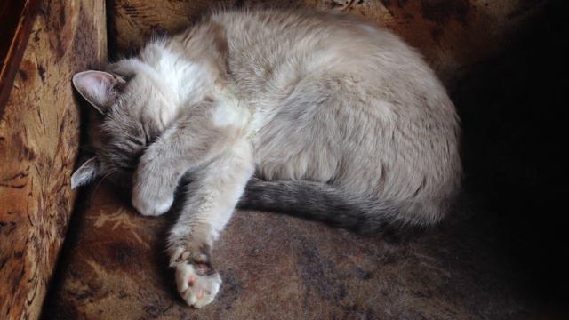 КОШКА МУСЯ ЗАКРЫВАЕТ НОС, ХОТЯ ЛЕТО УЖЕ ПРИШЛО! смотреть онлайн