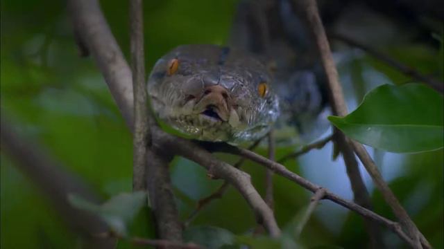 Which #Animals sleep the most? | Watch Sleeping In Nature - DocuBay #Documentary смотреть онлайн