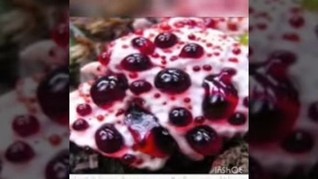 The bleeding fungus (Hydnellum Peckii) смотреть онлайн