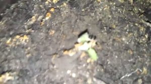 Берёза из семян #6: росткам 3 месяца