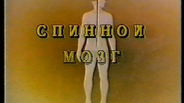 Анатомия и физиология человека. Нервная система. смотреть онлайн