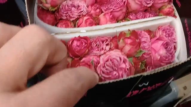 Садовая роза Пионовидной формы на плантации в Эквадоре смотреть онлайн