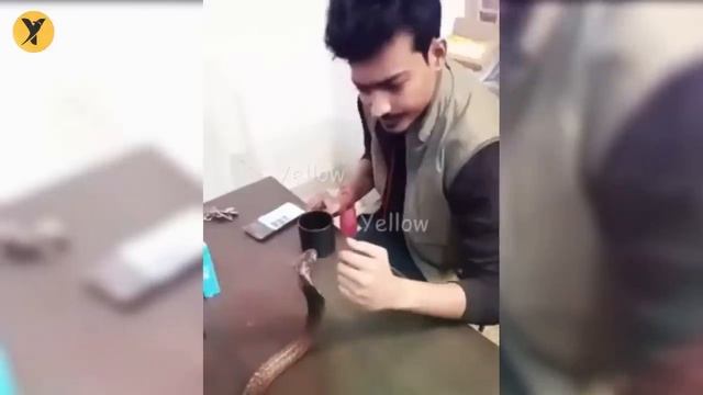 Snake Encounters You Really Shouldn't Watch смотреть онлайн