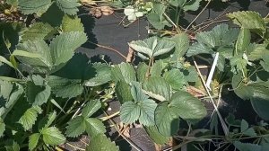 Клубника Чудо Мира: достоинства и недостатки сорта