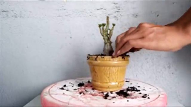 Adenium Arabicum Black Giant Pot Keramik Kecil