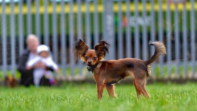 Ифа 12 месяцев, 🐶русский той, My Dog is 12 months 🥳 смотреть онлайн
