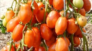 ТОМАТЫ. Ранние сорта томатов для открытого грунта с потрясающей урожайностью