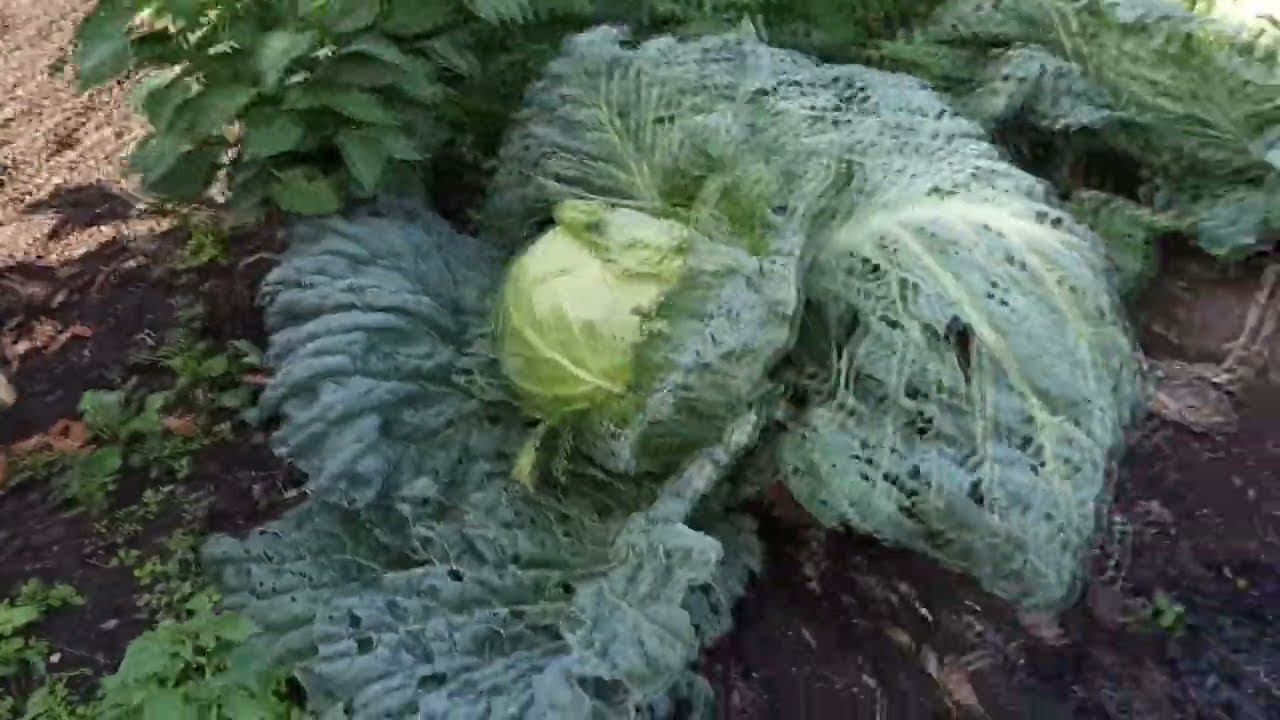 Убрала чеснок, Чука укусила оса