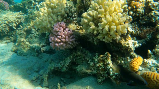 Sahl Hasheesh Lagune Corals Of Old Palace Resort Кораллы и рыбки лагуны Сахл-Хашиш