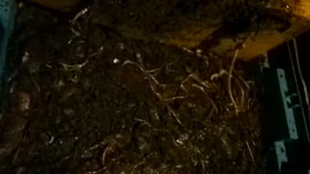 разведение червя, для начинающих Разведение Дендробена, как развести червя вложив 150 рублей! смотреть онлайн