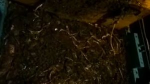 разведение червя, для начинающих Разведение Дендробена, как развести червя вложив 150 рублей!