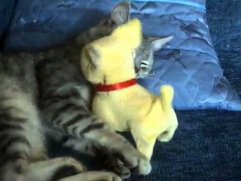 The sleepy cat (Тебе меня не разбудить) смотреть онлайн