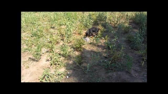 Ягдтерьер.. Jagdterrier смотреть онлайн