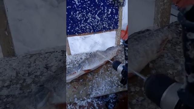 лайфхак как чистить замороженную рыбу быстро смотреть онлайн