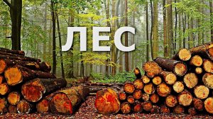 «Лес». Обзор фильма 2018 года. Драма.