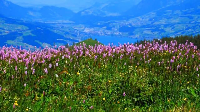 Семья Колесниковых/ Кролик перевоплотился в нутрию/ Новые шедевры кулинарии от Светы смотреть онлайн