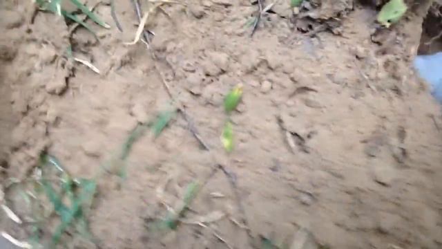 Лесные Копатели. "к ТЕЩЕ на КОП" смотреть онлайн