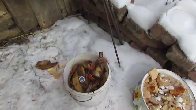 Зеленая масса для кур. Проращиваем зерно. смотреть онлайн