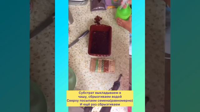 Проращивания микрозелени