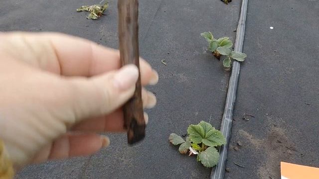 Весенняя посадка клубники смотреть онлайн